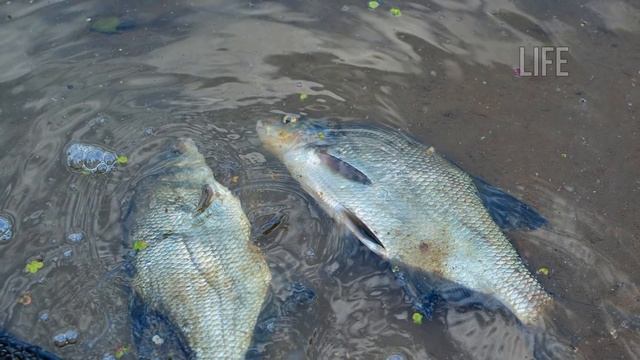 Как и на что ловить леща в ноябре? Секреты ловли леща в ноябре! смотреть онлайн