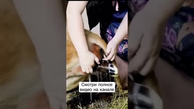 ОТЕЛ КОРОВЫ/ как телится корова?! смотреть онлайн