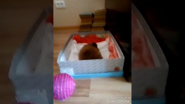 Покупаем щенка щпица 🐩 Первое видео смотреть онлайн
