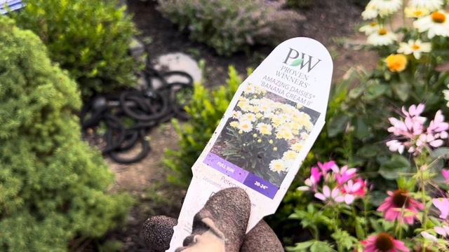 Planting Lantana, Delphinium, Bogonia , Amazing Daisies, ￼￼ and Verbena ￼ смотреть онлайн