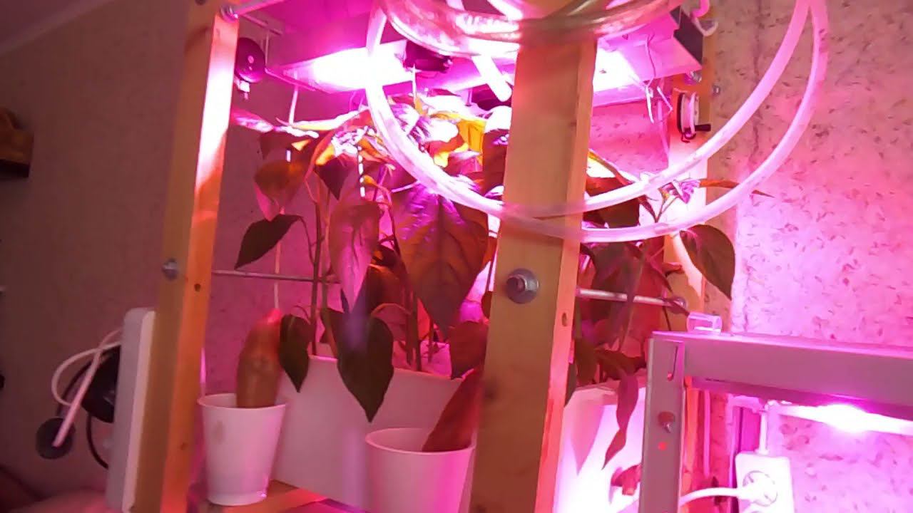 38 Тестирование самодельных фитоламп на рассаде перца (продолжение) смотреть онлайн