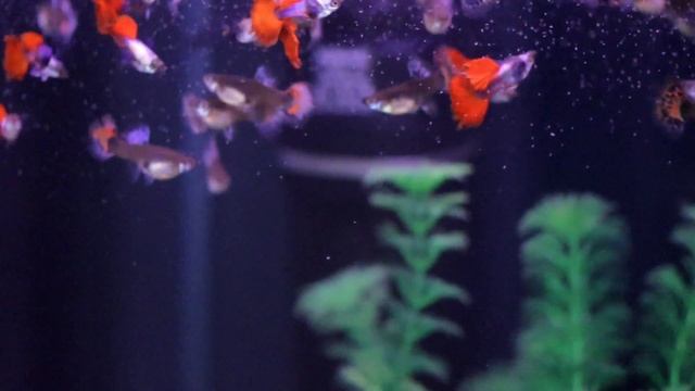 Завтрак. Циклоп. смотреть онлайн