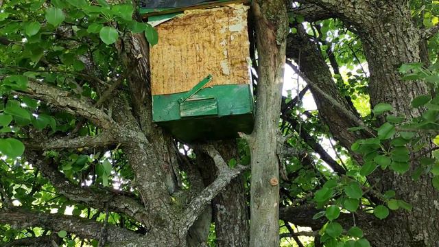 Проверка ловушек для бродячих роев.Два роя в один день.🐝🐝🐝