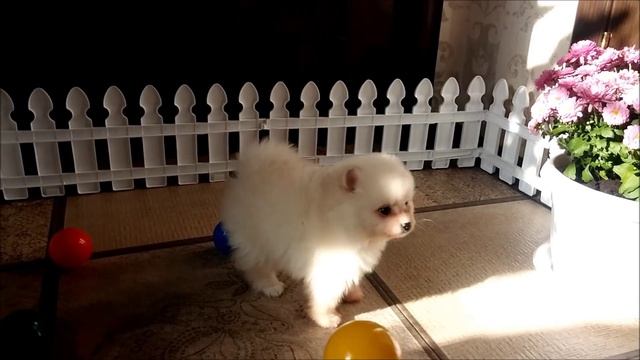 шпиц белый мальчик смотреть онлайн