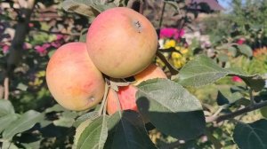 Это мой самый любимый вкус яблок. Яблоня сорт АЛТЫНАЙ