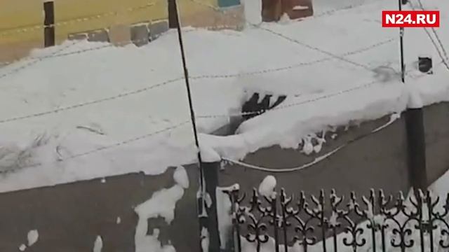 Учёные объяснили нашествие лис и песцов на Ямале смотреть онлайн