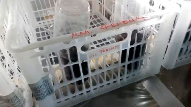 Какие сорта малины мы размножаем крапивкой Ферма "Омская Ягода" смотреть онлайн