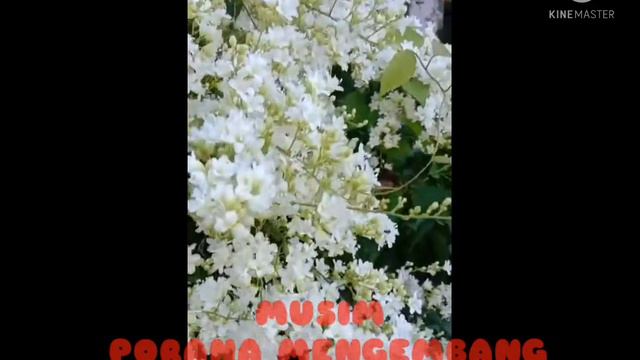 Beautiful Snow Vine Flower @ PORANA Flower