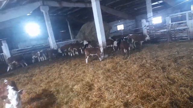 ана инчо чои кори мо да шахри Новосибирск мархамат тамошои хуб 🤗🤭🐂🐮 смотреть онлайн