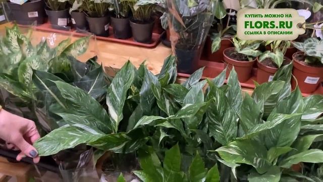 #26 Обзор ВКУСНОЙ поставки комнатных растений | Растения для комнатного озеленения смотреть онлайн