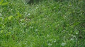 Супер легкий, но мощный АККУМУЛЯТОРНЫЙ ТРИММЕР Makita DUR192LZ!!! ОБЗОР + ОТЗЫВ О РАБОТЕ!