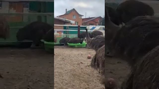 страусы Эму радуются погоде) смотреть онлайн