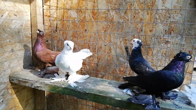 Голуби Таджикистана, на продажу смотреть онлайн