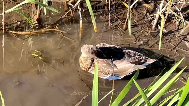 MALLARD DUCK IN THE BACKWATER / УТКА КРЯКВА В ЗАВОДИ смотреть онлайн