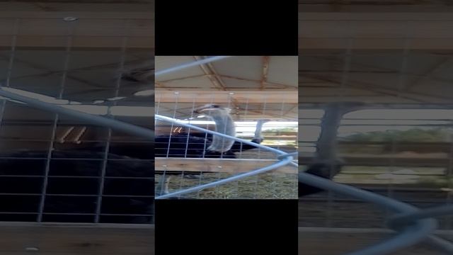 мы приехали к страусам смотреть онлайн
