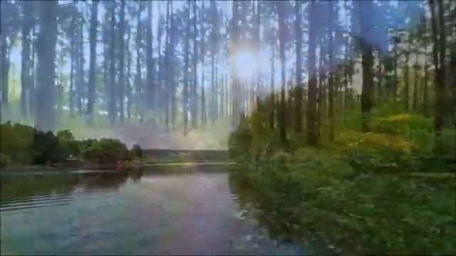 Летняя Прогулка по Лесу Красивые Летние Пейзажи Природа Летом смотреть онлайн