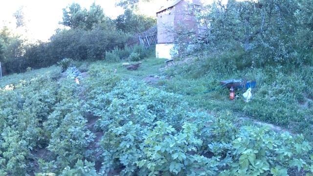 Совет по выращиванию картофеля. ЧТО ДЕЛАТЬ ЧТОБЫ КАРТОШКА БЫЛА КРУПНЕЕ смотреть онлайн