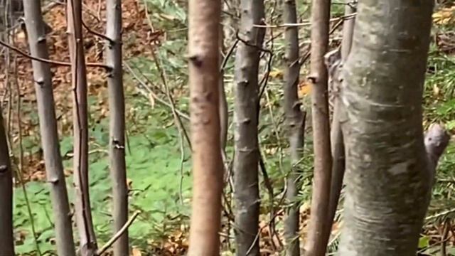 #лес #грибы #Украина Ліс .Гриби ?Карпати. Чорна лисичка смотреть онлайн