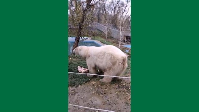 А это Пурга...Алма-атинский зоопарк..And this is Purga...Almaty Zoo.. смотреть онлайн