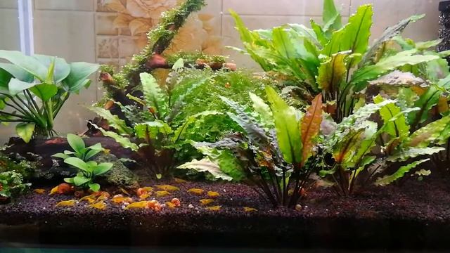 Криптокарина Вендта. Условия содержания.