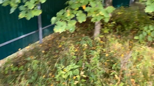Собственная грибница прямо на участке это реально возможно ? смотреть онлайн