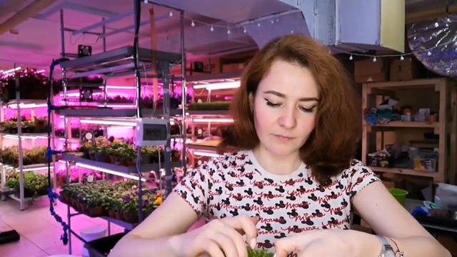 Выращиваем салат зеленый и Лолло Росса #микрозелень и #бебилистья , для огорода и для квартиры. смотреть онлайн