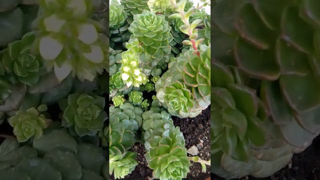 see what's it like after we cut down the top of succulent(I proved it) смотреть онлайн