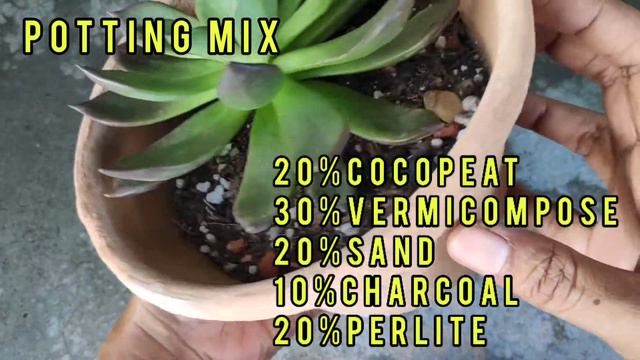 Echeveria Black Prince Care Tips// Vishnu Kamal Ki Care Kaise Kare.
