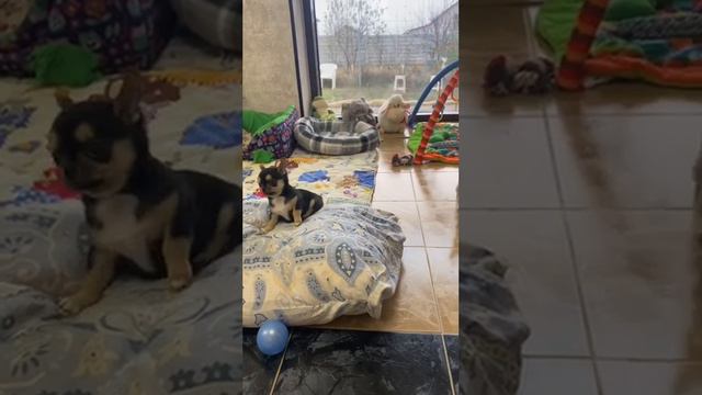 Чихуахуа, воспитание и дрессировка смотреть онлайн