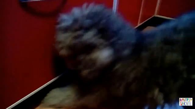 Собака хочет достать игрушку смотреть онлайн