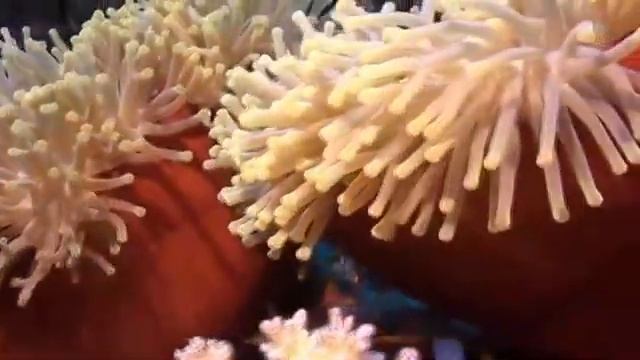 морской футаж смотреть онлайн