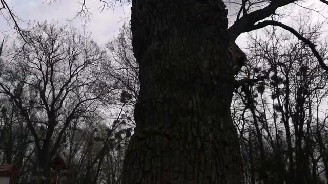 Запись звука под дубом,огромный дуб смотреть онлайн