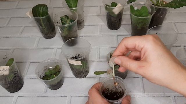 Пришлось убрать молодые клубеньки на хранение. смотреть онлайн