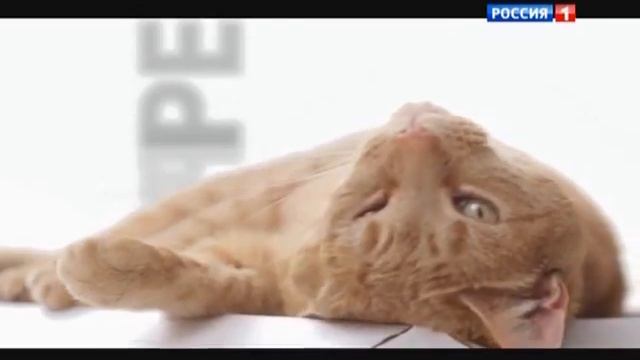 (2015) PERFECT FIT с формулой IN HOME для котов, ведущих размеренный образ жизни смотреть онлайн