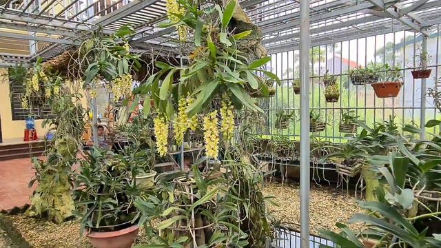 Bất Ngờ Trong Vườn Lan Mai Pha - Tp Lạng Sơn Hoa Lan Nở Rộ смотреть онлайн