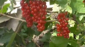 РОВАДА  - красная смородина, как ожерелье!