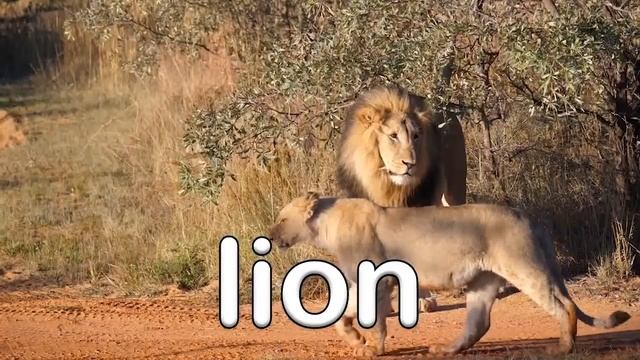 Wild Animal Sounds! | Learn Wild Animal Sounds | Kids Learning Videos смотреть онлайн