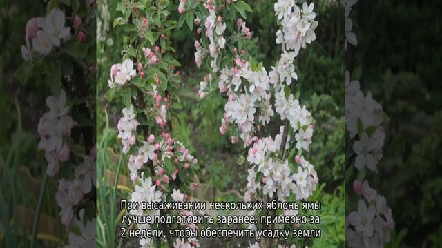 Яблоня Московское ожерелье (колоновидная) смотреть онлайн