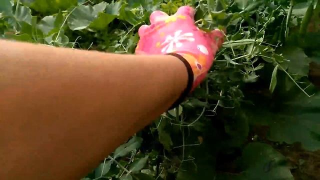 Обзор огорода.15 августа.Север Бурятии. смотреть онлайн