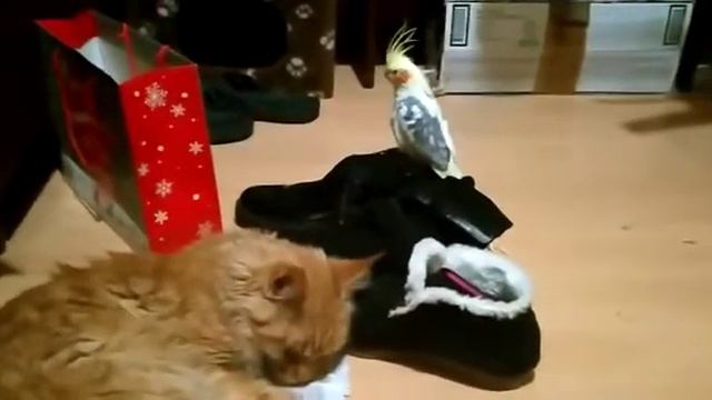 Кошка и попугай ДРУЖБА КРЕПКАЯ Cat and parrot FRIENDSHIP IS STRONG смотреть онлайн