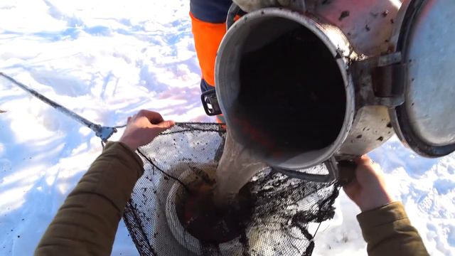 Зарыбление ЗАБРОШЕННОГО пруда / Почему гибнет малек? смотреть онлайн