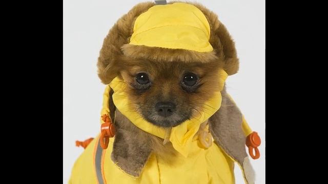 интернет магазин шапки для собак