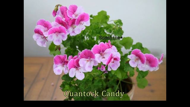 2021 4월제라늄 Pelargoniums In April 2021 (Unique Phyllis,Marchioness Of Bute)