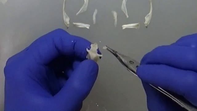Constructing a Beauchene Style Snake Skull. смотреть онлайн