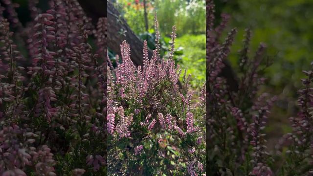 Вереск🌸🌿#shorts смотреть онлайн