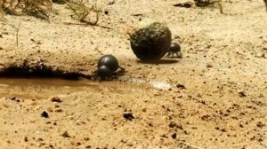 Насекомые. Жуки-навозники. 1-3