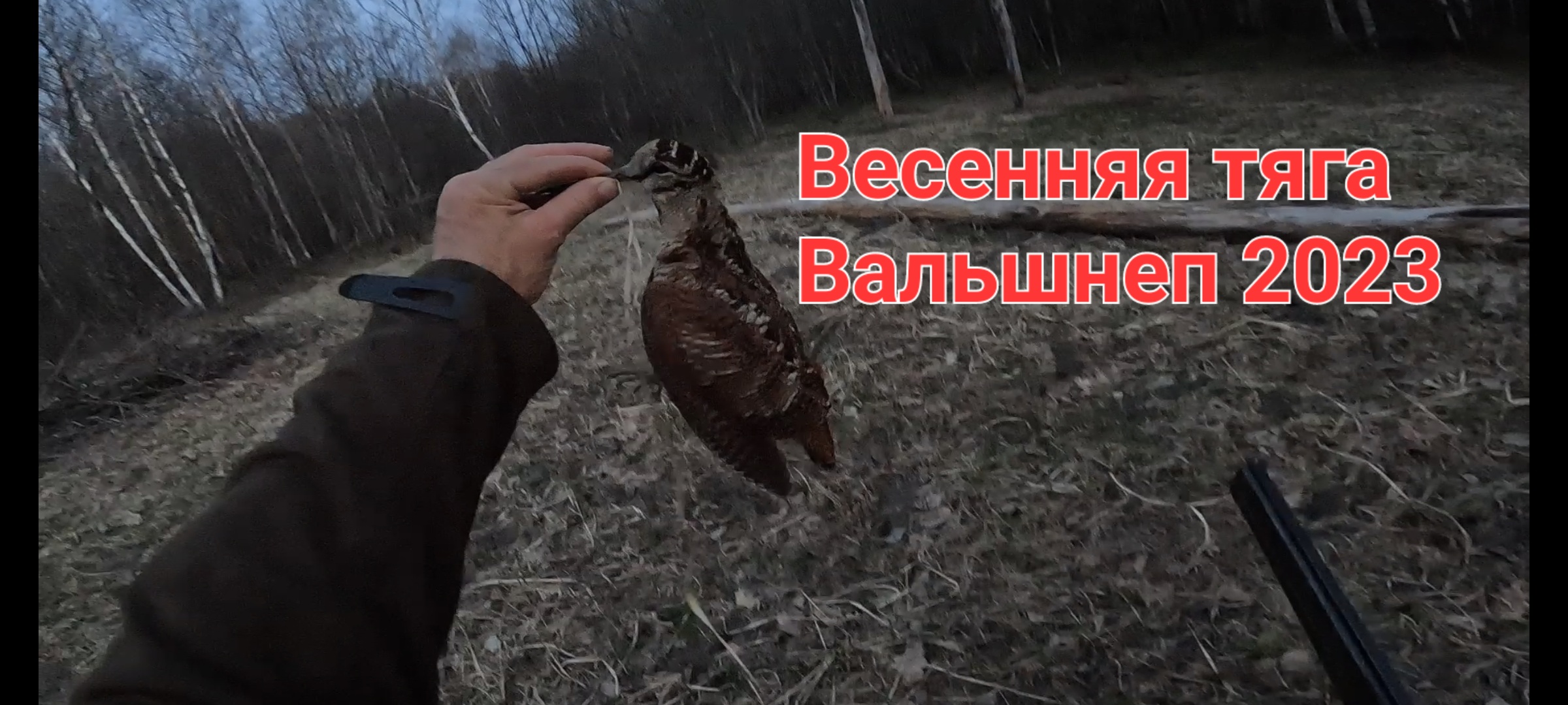 Охота вальшнеп Чёткая тяга 2023 смотреть онлайн