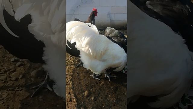Джерсийский гигант 8 месяцев инкубационное яйцо. смотреть онлайн