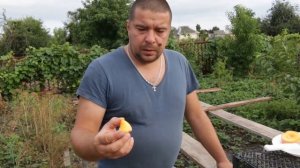 персик  Т-3 или   ВАЙН Голд