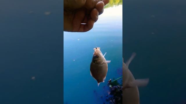 ПЕРВЫЙ КАРАСЬ НА МОРМЫШКУ смотреть онлайн